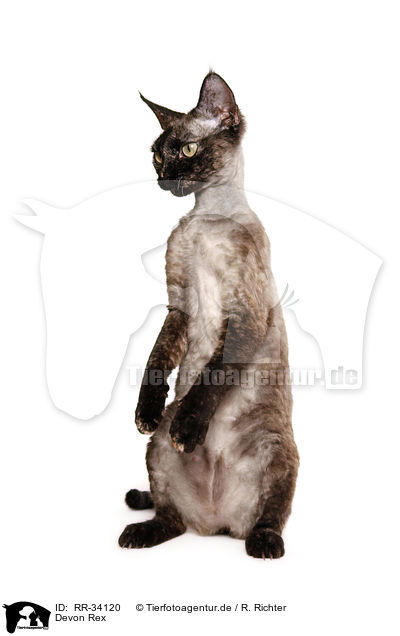 Devon Rex / RR-34120