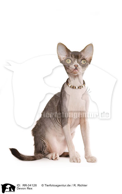 Devon Rex / Devon Rex / RR-34126