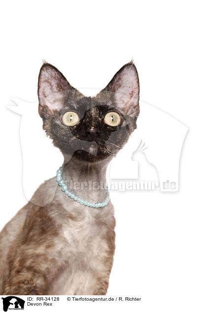 Devon Rex / Devon Rex / RR-34128