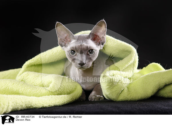 Devon Rex / Devon Rex / RR-40734