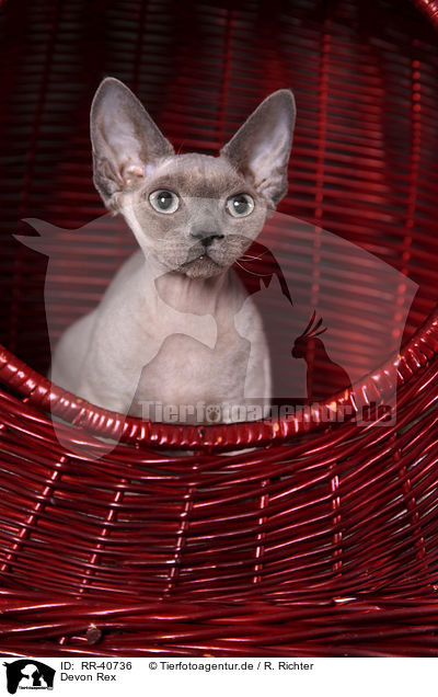 Devon Rex / Devon Rex / RR-40736