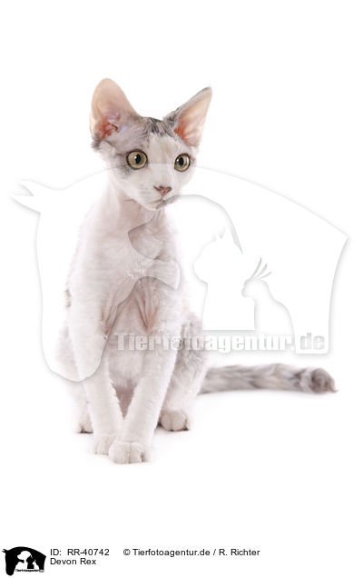 Devon Rex / Devon Rex / RR-40742