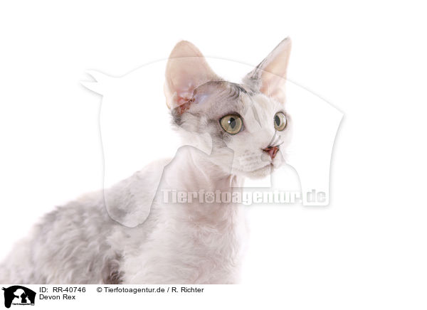 Devon Rex / Devon Rex / RR-40746
