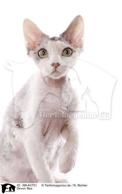 Devon Rex / Devon Rex / RR-40751