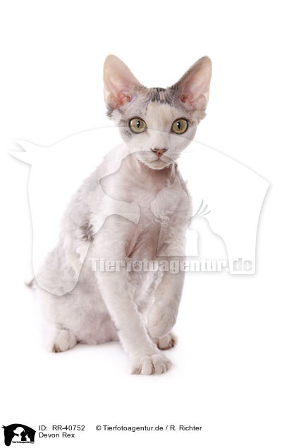 Devon Rex / Devon Rex / RR-40752