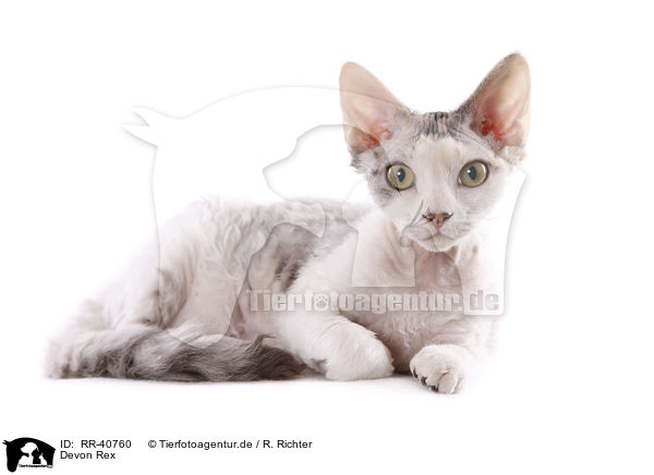 Devon Rex / Devon Rex / RR-40760