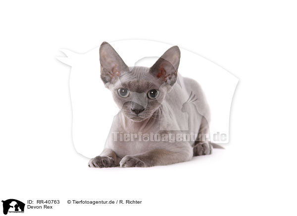 Devon Rex / Devon Rex / RR-40763