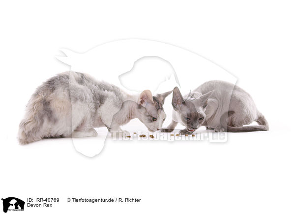 Devon Rex / Devon Rex / RR-40769