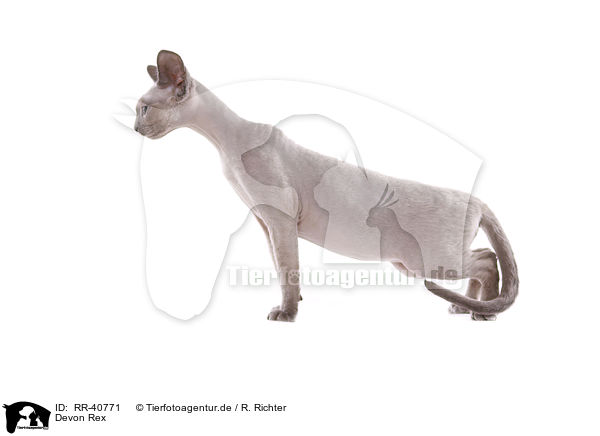 Devon Rex / Devon Rex / RR-40771