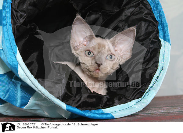 Devon Rex Ktzchen Portrait / Devon Rex kitten Portrait / SS-35721