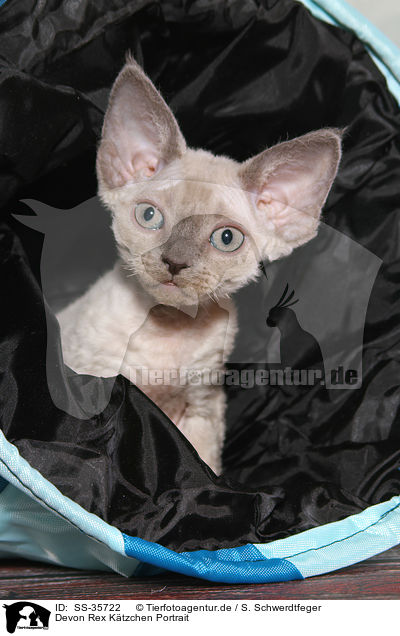 Devon Rex Ktzchen Portrait / Devon Rex kitten Portrait / SS-35722