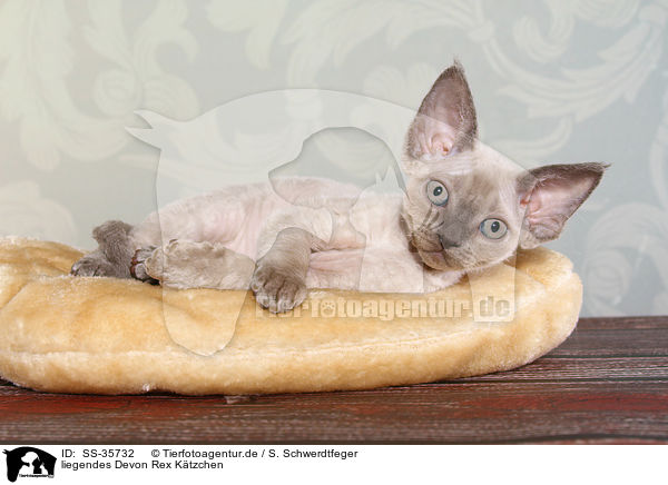liegendes Devon Rex K�tzchen / lying Devon Rex kitten / SS-35732