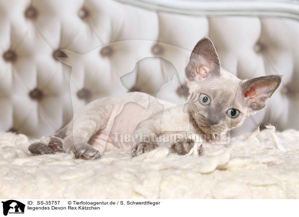 liegendes Devon Rex Ktzchen / SS-35757