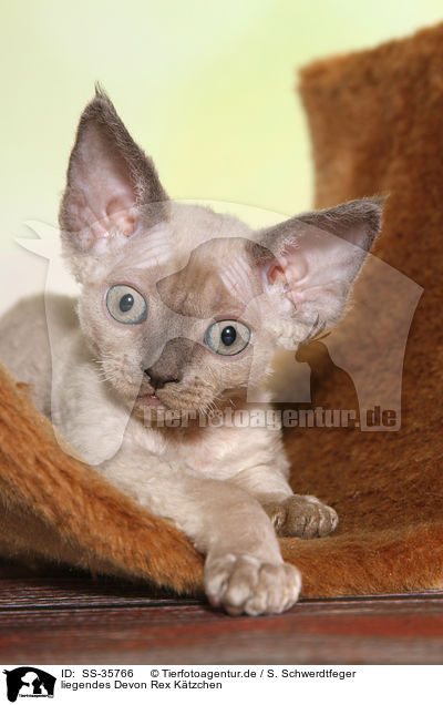 liegendes Devon Rex Ktzchen / lying Devon Rex kitten / SS-35766