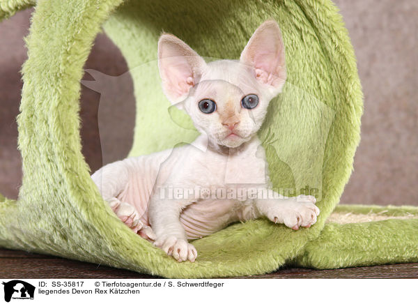 liegendes Devon Rex Ktzchen / lying Devon Rex kitten / SS-35817