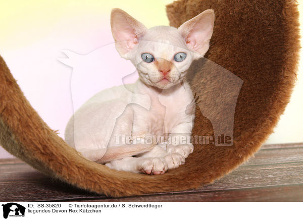 liegendes Devon Rex Ktzchen / lying Devon Rex kitten / SS-35820