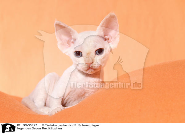liegendes Devon Rex Ktzchen / lying Devon Rex kitten / SS-35827