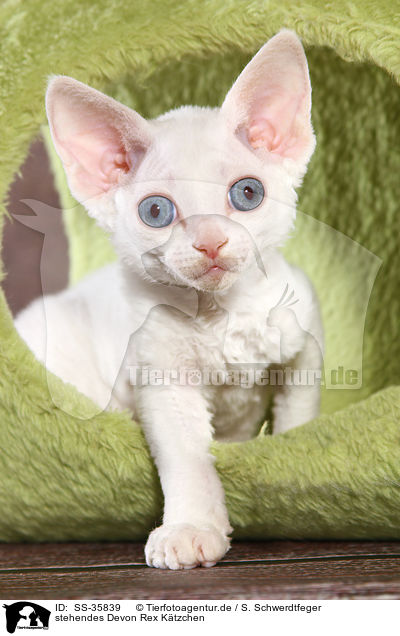 stehendes Devon Rex Ktzchen / standing Devon Rex kitten / SS-35839