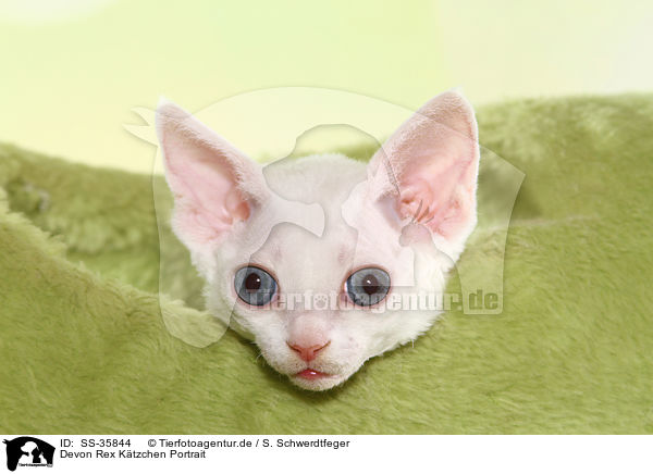 Devon Rex Ktzchen Portrait / Devon Rex kitten Portrait / SS-35844