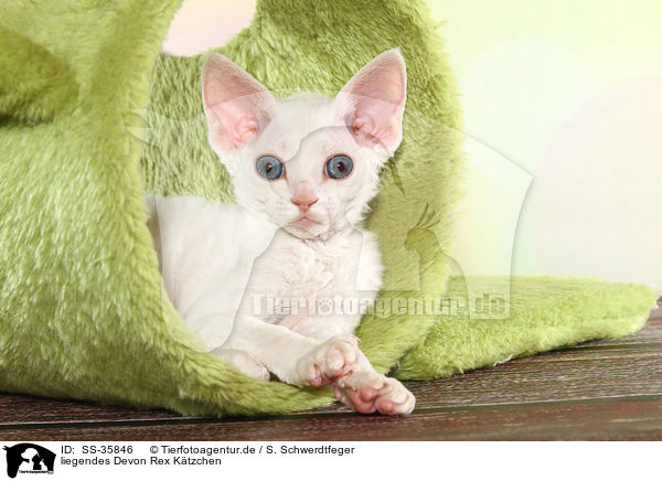liegendes Devon Rex Ktzchen / lying Devon Rex kitten / SS-35846