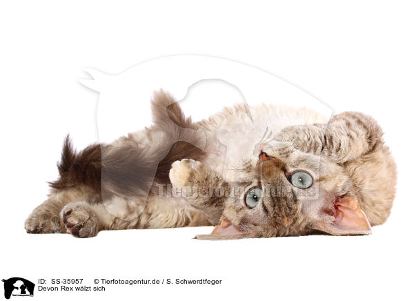 Devon Rex wlzt sich / rolling Devon Rex / SS-35957