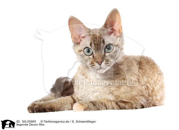 liegende Devon Rex / SS-35965