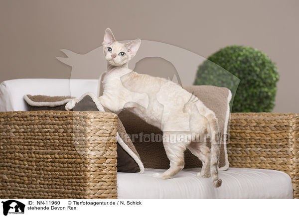 stehende Devon Rex / standing Devon Rex / NN-11960