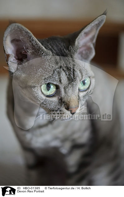 Devon Rex Portrait / Devon Rex Portrait / HBO-01385