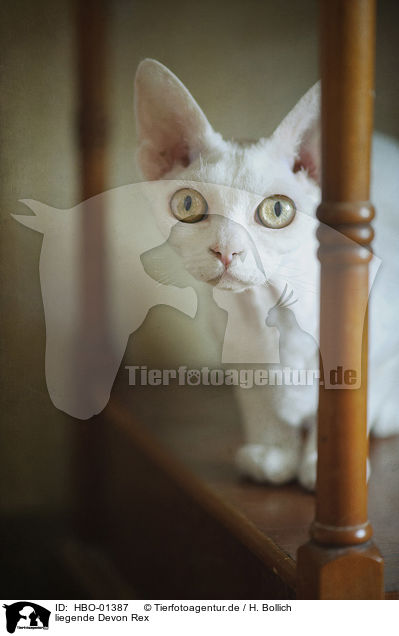 liegende Devon Rex / lying Devon Rex / HBO-01387