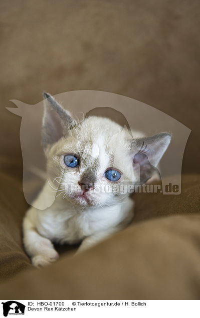 Devon Rex Ktzchen / Devon Rex Kitten / HBO-01700