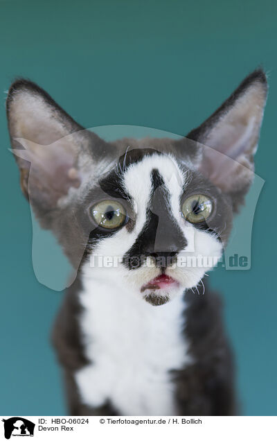 Devon Rex / Devon Rex / HBO-06024