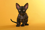 Devon Rex Ktzchen