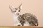 Devon Rex Ktzchen