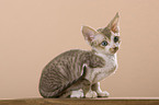 Devon Rex Ktzchen