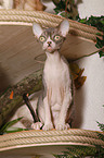 Devon Rex auf Katzenbaum