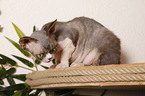 Devon Rex auf Katzenbaum