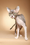 Devon Rex