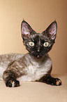 Devon Rex