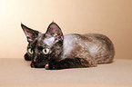 Devon Rex