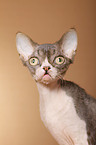 Devon Rex Portrait