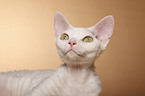 Devon Rex Portrait