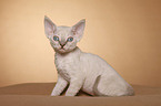 Devon Rex Ktzchen