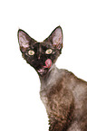 Devon Rex Portrait