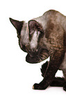 Devon Rex