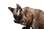 Devon Rex