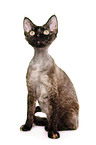 Devon Rex