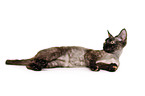 Devon Rex