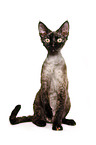 Devon Rex