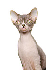 Devon Rex Portrait