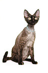 Devon Rex